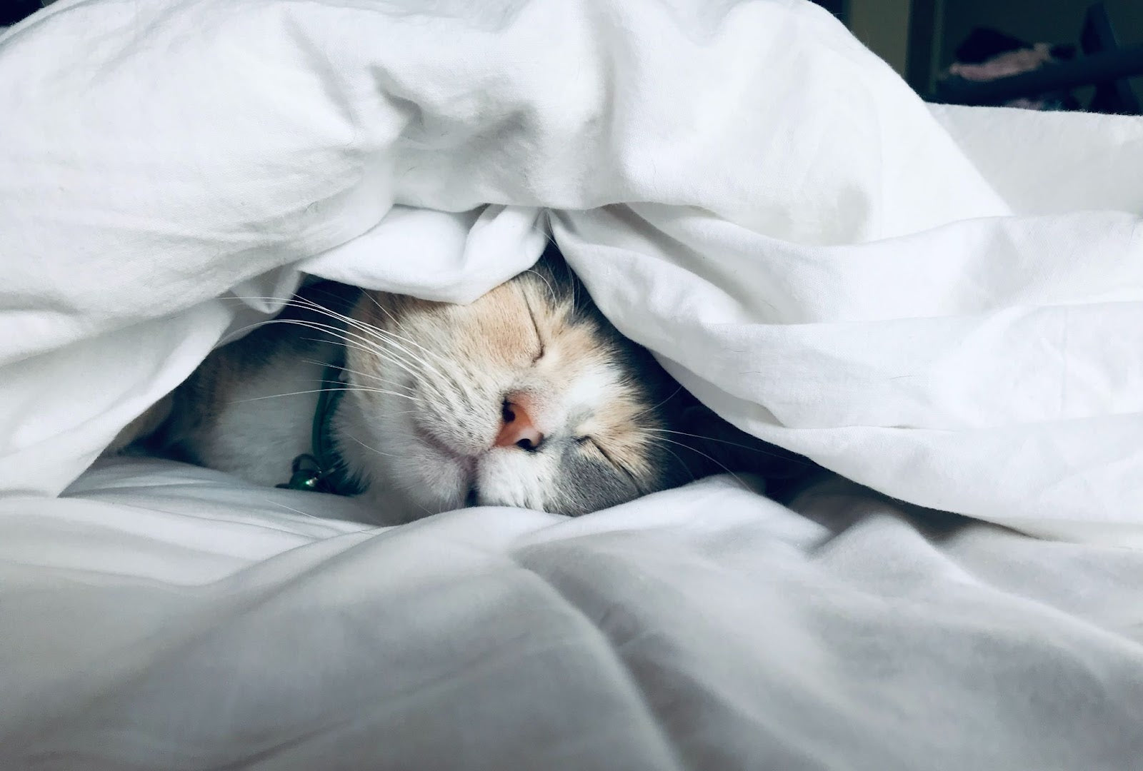 How To Get A Good Nights Sleep Napping Cat