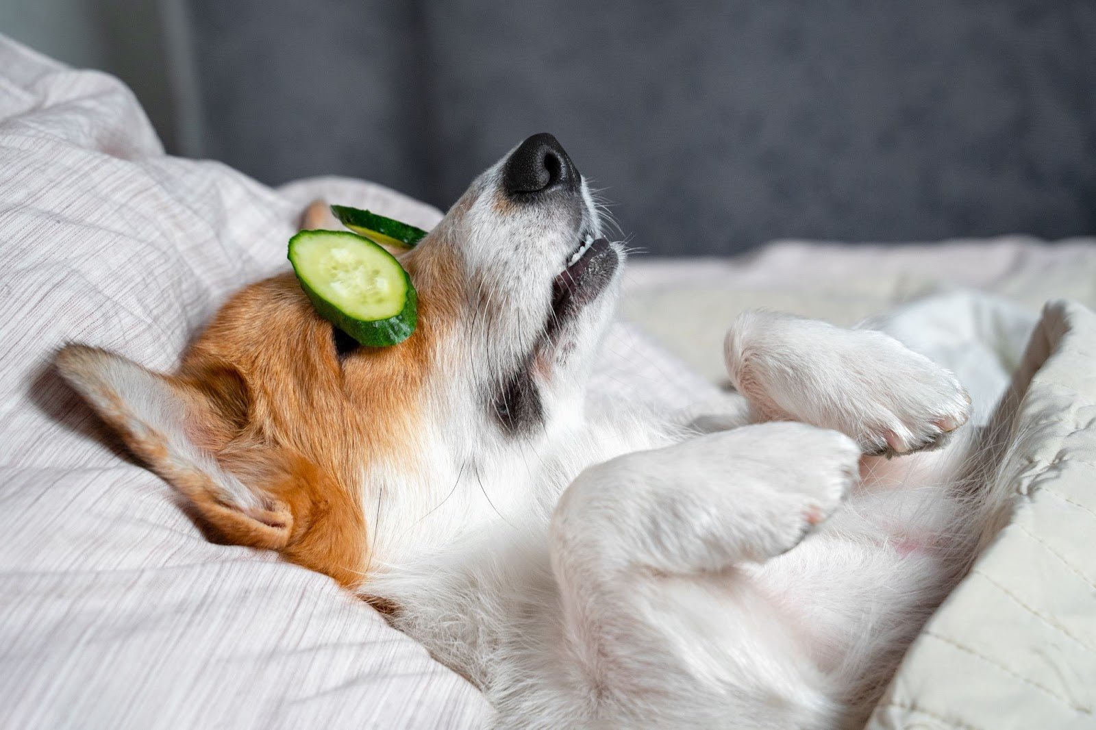 Dark Circles Treatment Dog Cucumber