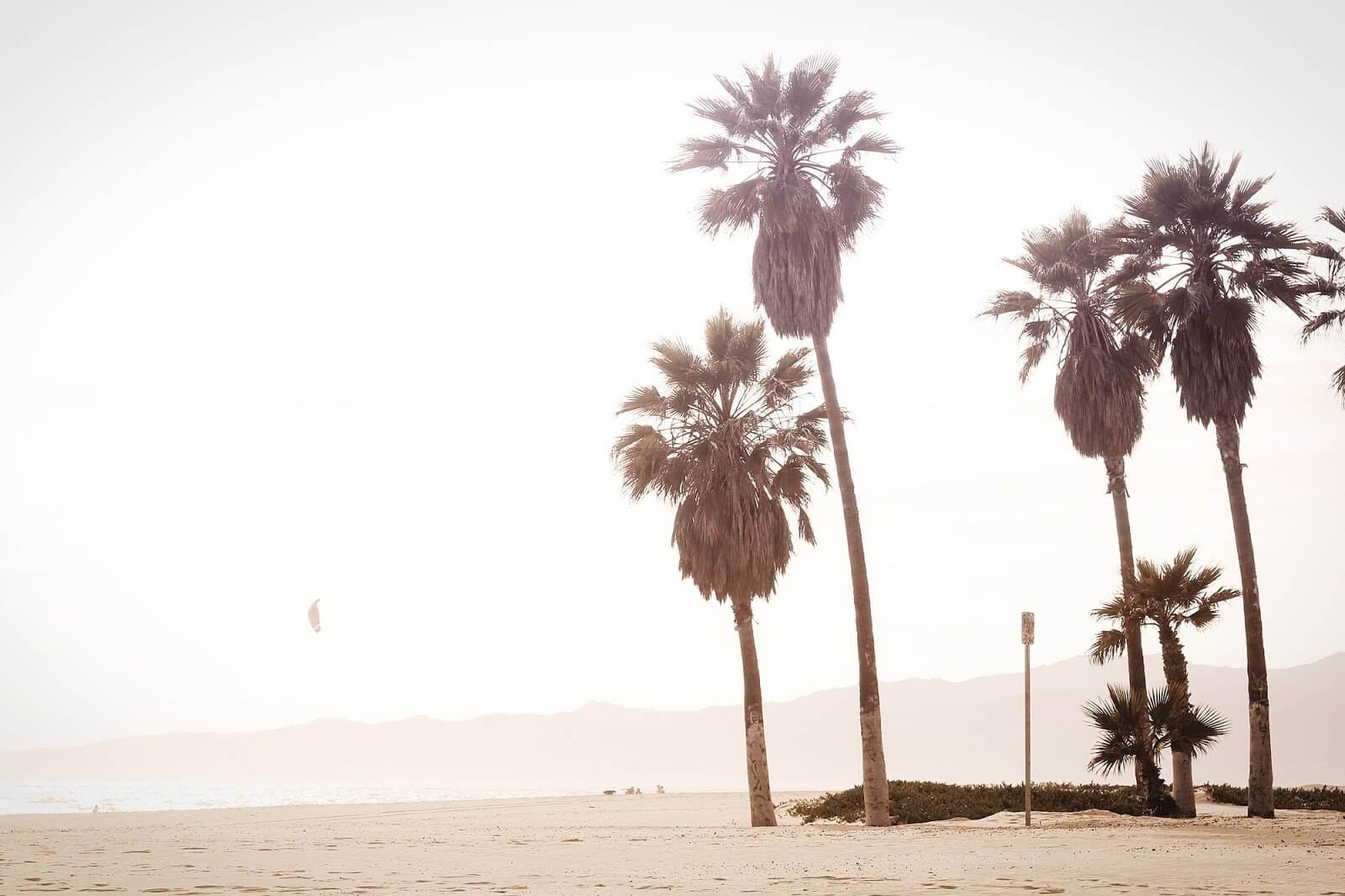 Skin Care Low Light Beach And Palm Picture