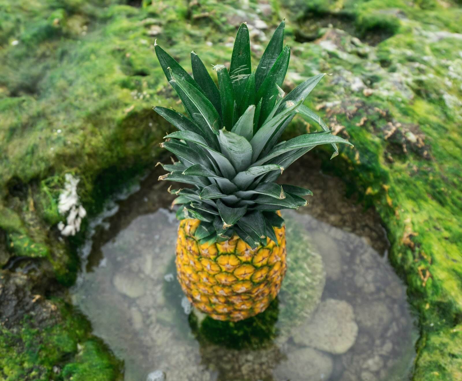 Skincare Pineapple In Natural Pool